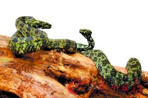 &ldquo;蛇中大熊貓&rdquo;莽山烙鐵頭蛇現身韶關(圖)