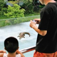 溫州市民養蟒蛇鱷魚 提醒飼養特殊寵物要量力而行