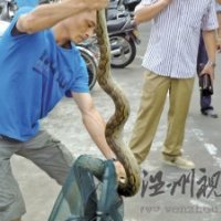 2.4米大蟒蛇盤踞龍港鬧市 專業人士介紹是＂緬甸蟒＂