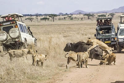 動物世界獅子和水牛 11頭獅子圍攻1頭水牛最后還讓水
