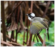 飛羽聊金秋：白頭翁和翠