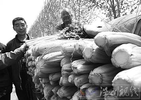 河南中牟萬畝芹菜豐收后滯銷 一斤僅賣六分錢