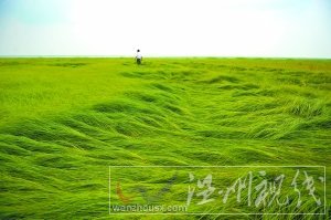 25日,江西省新建縣南磯鄉紅衛村1萬畝鄱陽湖水域干涸,湖草長到一尺多高,如同身處大草原。
