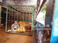 馬戲團老虎沖出鐵籠咬住女童頭部叼走 父親救女被老