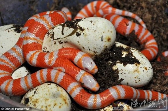 雙頭白化蛇圖片