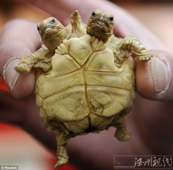 這是在斯洛伐克出生的一只非洲盾臂龜，它現在7周大，左邊的腦袋叫馬德佳，右邊的腦袋叫倫卡