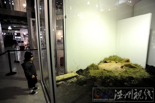 女行為藝術(shù)家玩另類：與豬裸睡