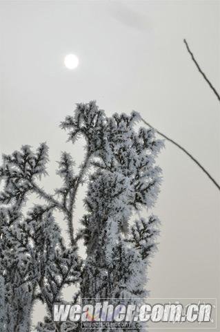 河北保定現霧凇美景(組圖)