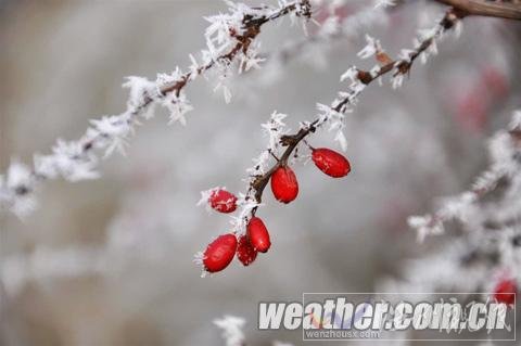 河北保定現霧凇美景(組圖)