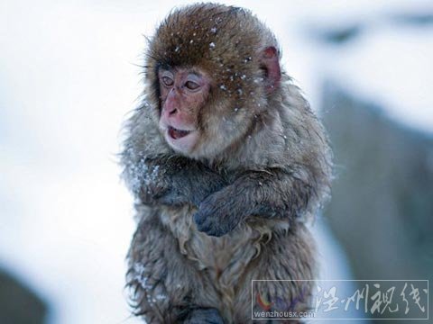 組圖：日本雪猴泡溫泉取暖 閉眼享受