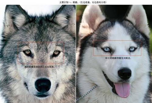 網友調侃山東“打狼” 稱境內哈士奇休假式治療