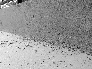 小蛤蟆集體出動