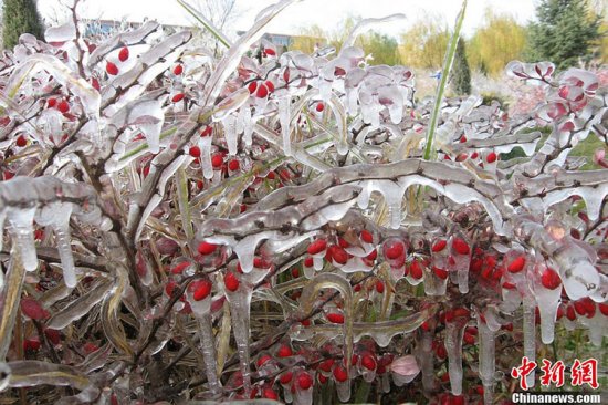 張家口蔚縣暴雪