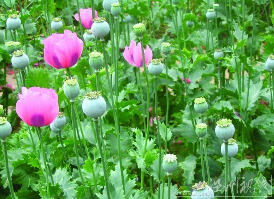 吸毒被抓會被判幾年 吸毒是不是犯罪