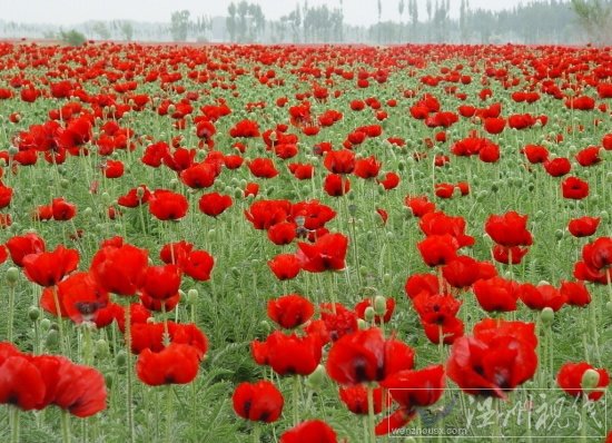 吸毒被抓會被判幾年 吸毒是不是犯罪