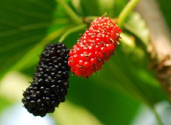 吃什么水果對(duì)皮膚好 吃什么對(duì)皮膚好 8種水果抗衰老