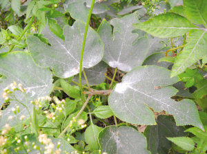 蘭溪華東鋁業被指污染