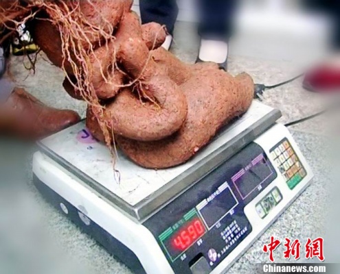 這兩個何首烏重量都超過了5公斤