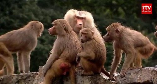 公園狒狒靜坐絕食背對游客