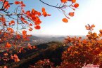 紅葉觀賞地推薦 秋意正濃賞楓賞紅葉線路和觀賞期推