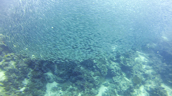 溫州美女攝影師貞妤在菲律賓潛水拍到的沙丁魚風暴