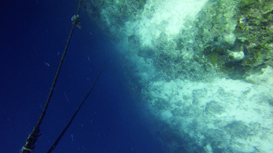 溫州美女攝影師貞妤在菲律賓潛水拍到的沙丁魚風暴