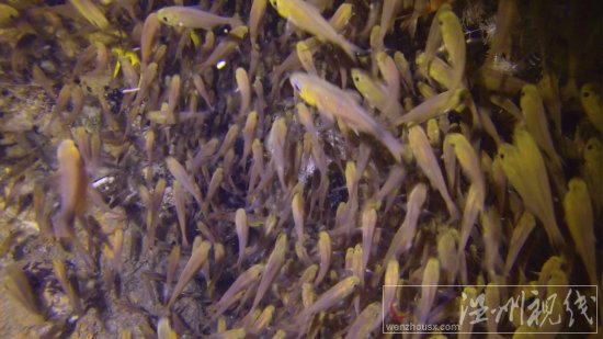 貞妤菲律賓潛水視頻