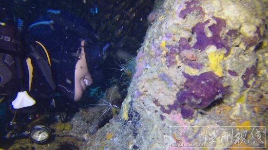 貞妤菲律賓潛水視頻