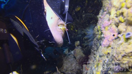 貞妤菲律賓潛水視頻