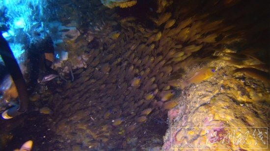 貞妤菲律賓潛水視頻