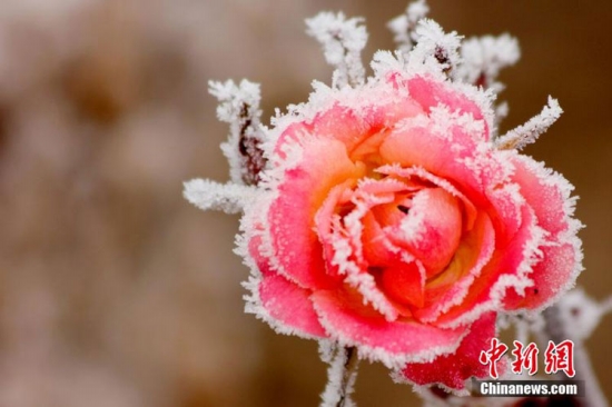 河南周口大范圍霧凇景觀