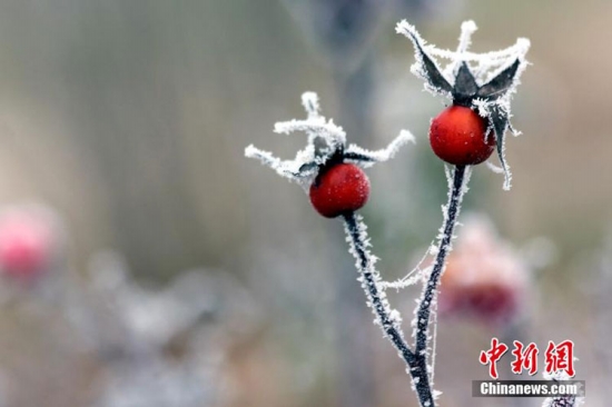 河南周口大范圍霧凇景觀