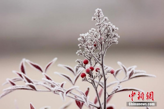 河南周口大范圍霧凇景觀