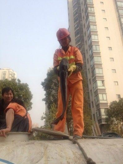 溫州下水道鯰魚