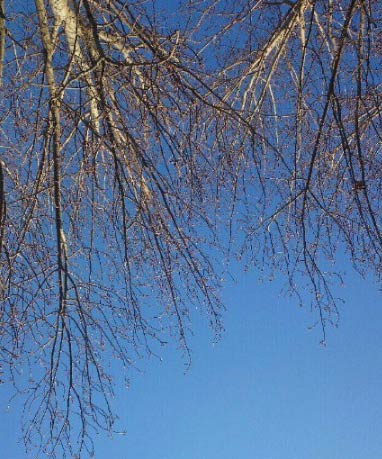 河北大部昨夜雨雪飄灑 今天霾散空氣質量轉好