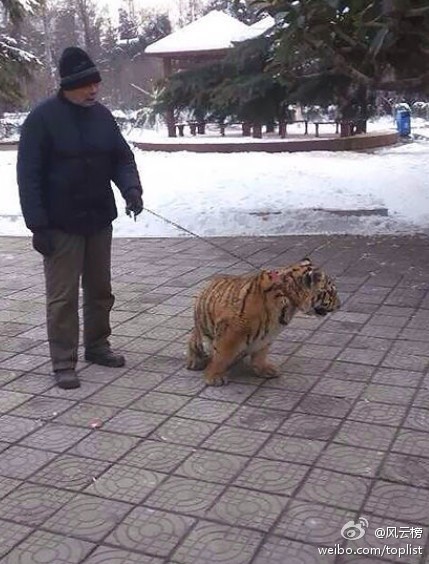 飼養員公園遛老虎 幼虎后腿殘疾需要鍛煉