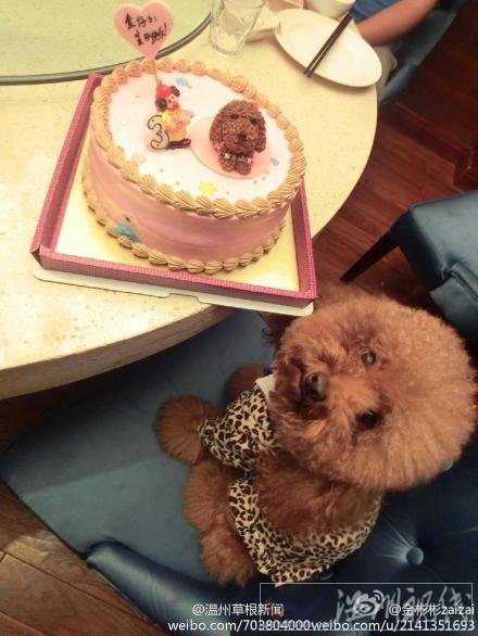 溫州女孩為寵物慶生