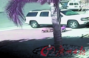 貓救主人視頻截圖