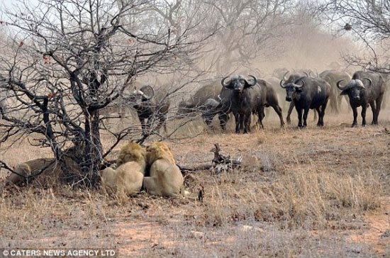 動(dòng)物世界非洲水牛