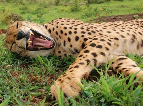 男子收養孤兒獵豹當寵物