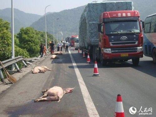 沈海高速車禍人沒(méi)受傷豬被撞死了