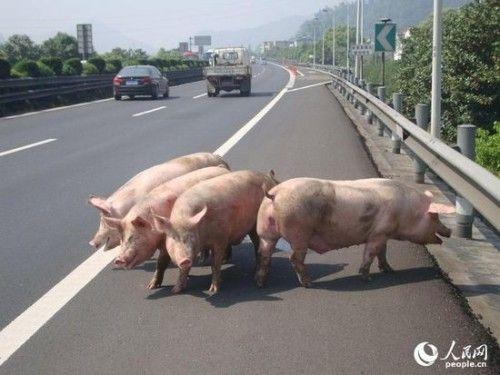 沈海高速車禍人沒(méi)受傷豬被撞死了