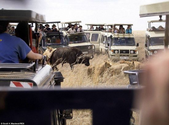 動(dòng)物世界獅子和水牛 11頭獅子圍攻1頭水牛