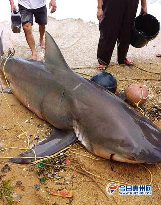 惠州漁民捕到巨魚