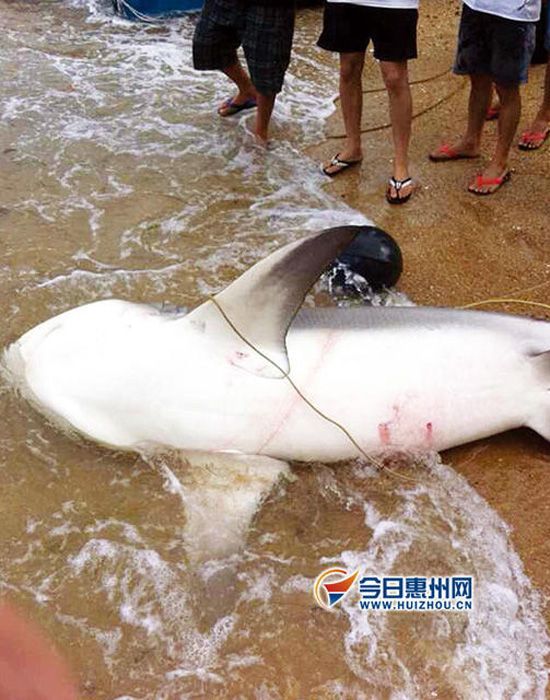 惠州漁民捕到巨魚