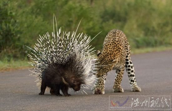 獵豹欲捕食豪豬反被刺傷