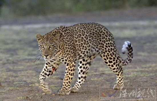 獵豹欲捕食豪豬反被刺傷