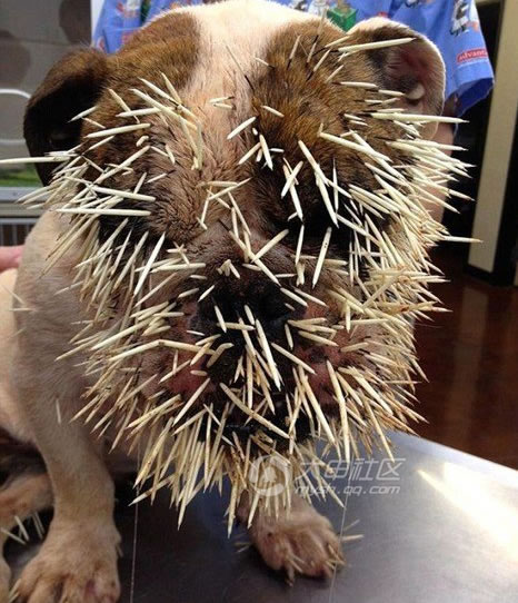 狗和豪豬打架的悲慘下場