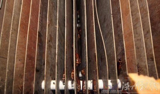 女子養10萬只蟑螂可供生吃