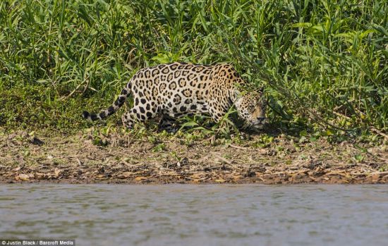 美洲豹捕食鱷魚